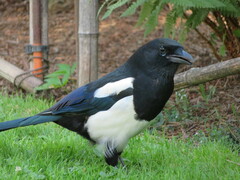 Pica pica
