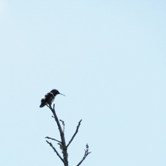 Chaetocercus mulsant