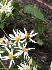 Augochlora pura