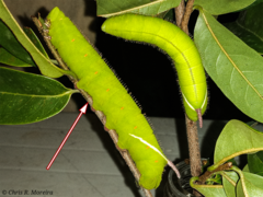 Cocytius antaeus