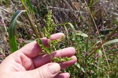 Echinochloa muricata