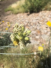 Asclepias subulata