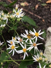 Augochlora pura