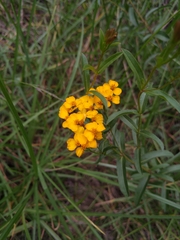 Tagetes lucida