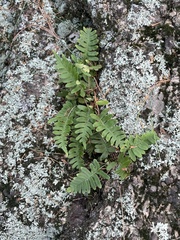 Polypodium virginianum