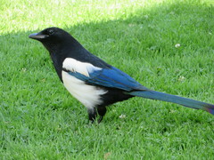 Pica pica