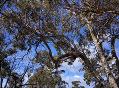 Eucalyptus leucoxylon