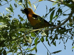 Icterus chrysater
