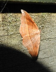 Sarisa muriferata