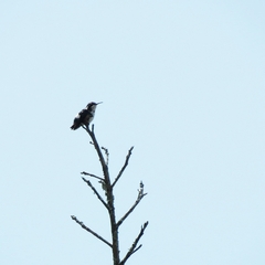 Chaetocercus mulsant