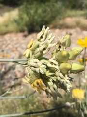 Asclepias subulata