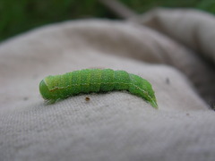 Orthosia hibisci