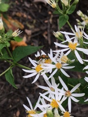 Augochlora pura