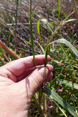 Echinochloa muricata