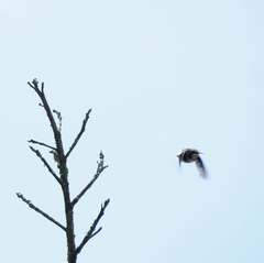 Chaetocercus mulsant