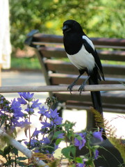Pica pica