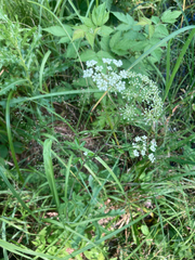 Cicuta maculata