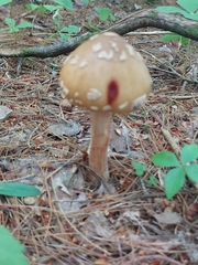 Validae