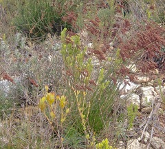 Thamnochortus erectus