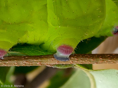 Cocytius antaeus