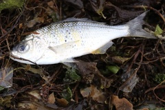 Cymatogaster aggregata