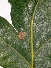 Neuroterus numismalis