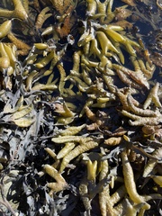 Fucus vesiculosus