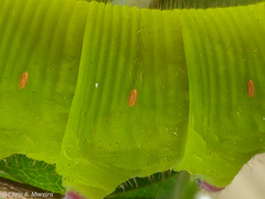 Cocytius antaeus