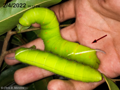 Cocytius antaeus