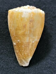 Conus lividus