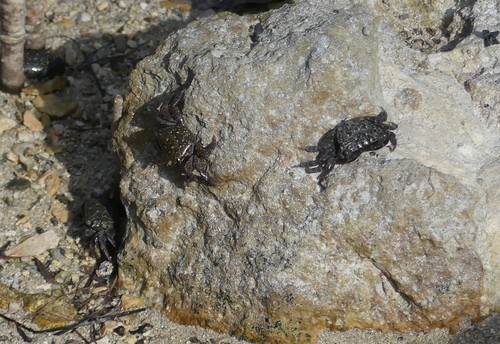 Metopograpsus messor
