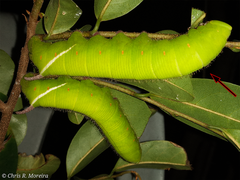 Cocytius antaeus