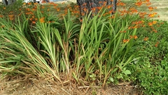 Crocosmia aurea