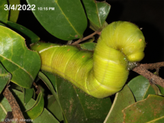 Cocytius antaeus