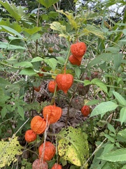 Alkekengi officinarum