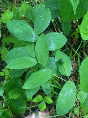 Uvularia grandiflora
