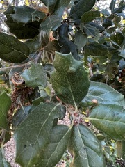Aceria mackiei