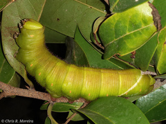 Cocytius antaeus