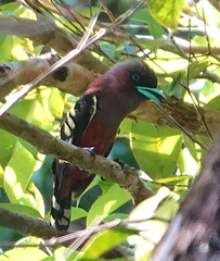 Eurylaimus javanicus pallidus