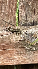 Melanoplus differentialis