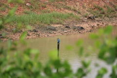 Todiramphus chloris humii