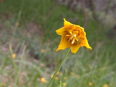 Calochortus barbatus