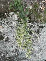 Solidago bicolor