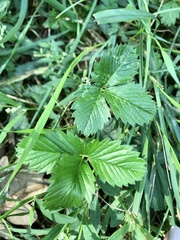 Fragaria vesca