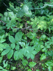 Sanicula marilandica
