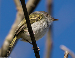 Hemitriccus margaritaceiventer