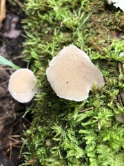 Pseudohydnum gelatinosum