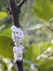 Prociphilus tessellatus