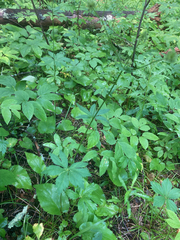Sanicula marilandica