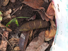 Cocytius antaeus